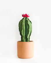 Large Column Cactus - Green