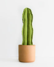 Large Wavy Column Cactus - Lime Green