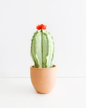 Medium Column Cactus - Mint