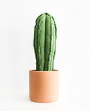 X-large Column Cactus - Green