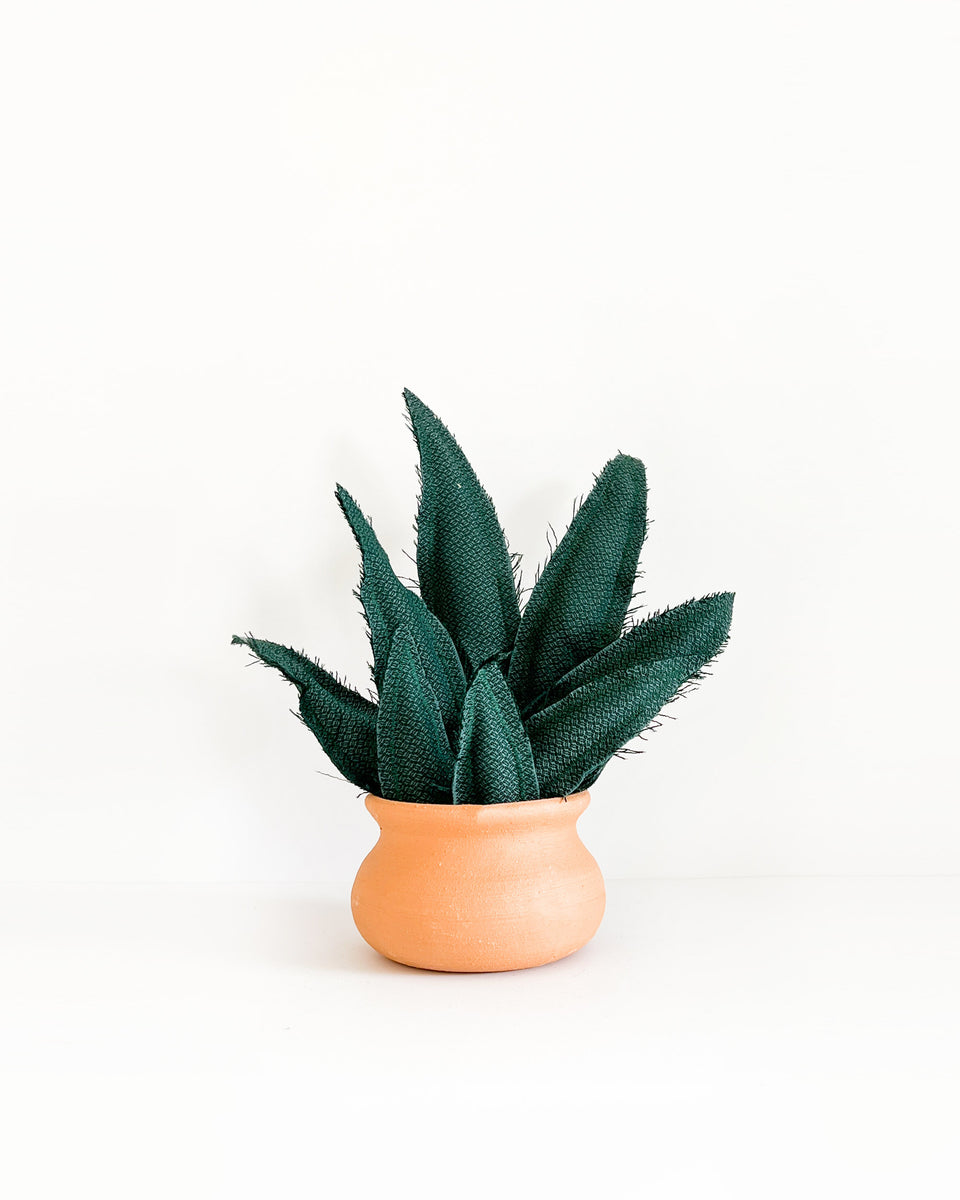 snake dragon plant Medium Snake Plant