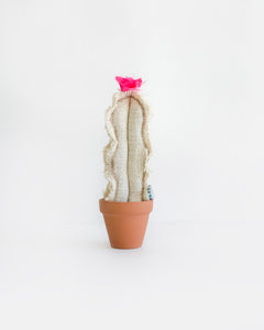 Mini Cacti - White Burlap