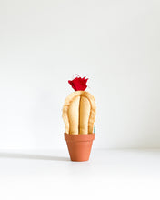 Mini Column Cactus - Yellow Stripes (Sample)