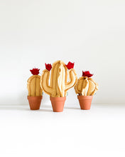 Mini Column Cactus - Yellow Stripes (Sample)