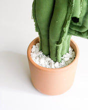 Large Wavy Column Cactus - Green