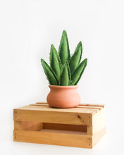 Medium Snake Plant - Green