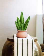 Medium Snake Plant - Green