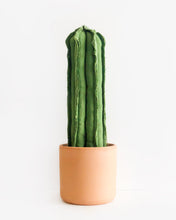 Large Straight Column Cactus - Green