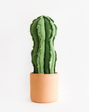 Large Wavy Column Cactus - Green