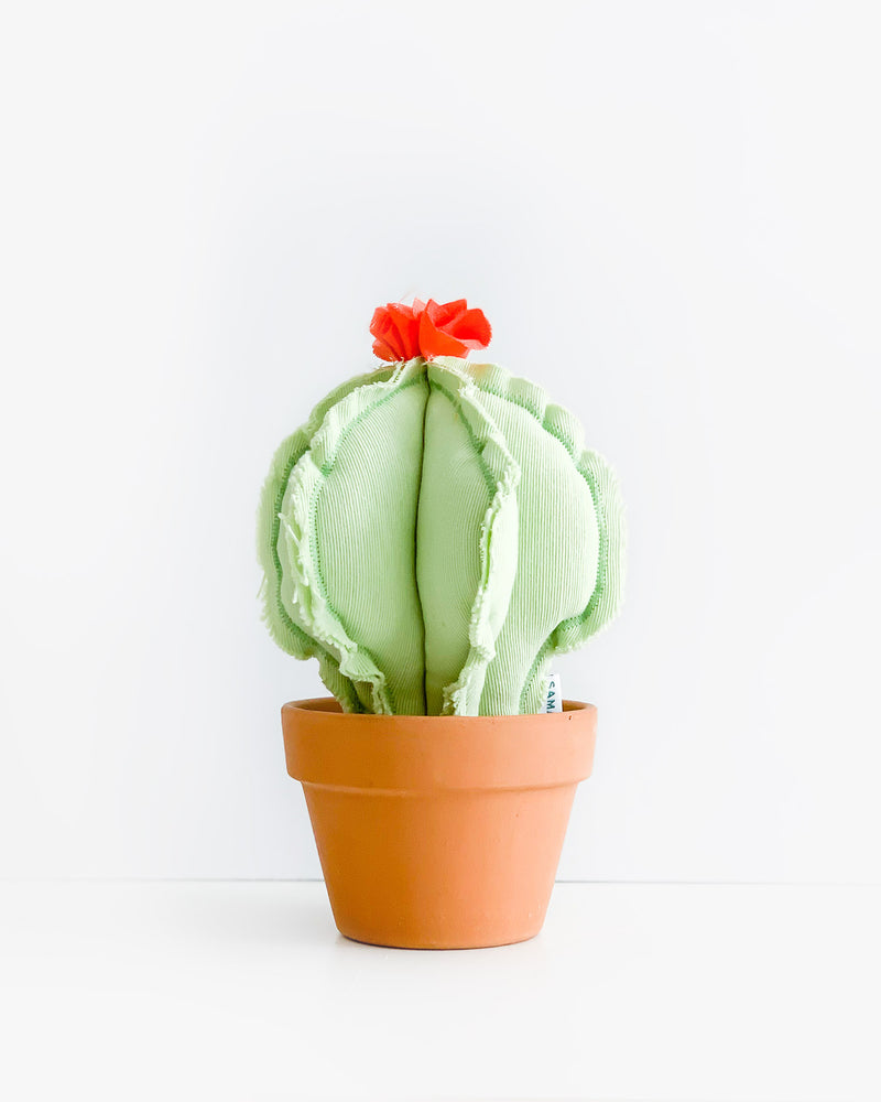 Medium Barrel Cactus - Mint