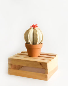 Medium Barrel Cactus - White Burlap