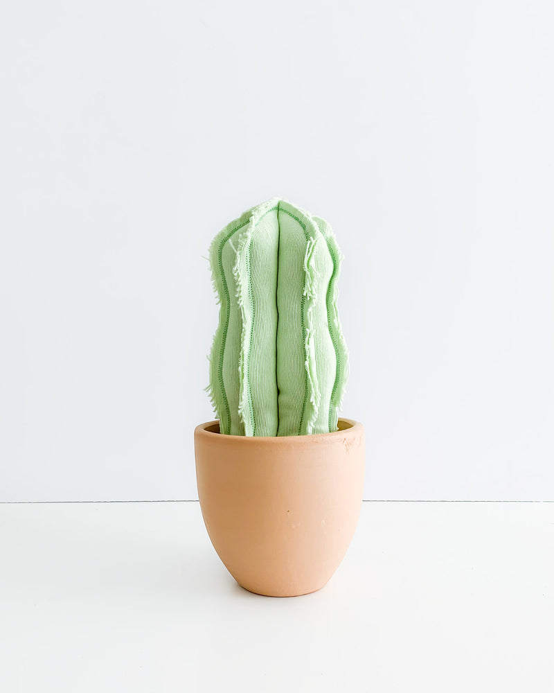 wavy cactus succulent Medium Wavy Column Cactus