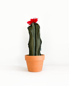 Medium Wavy Column Cactus - Dark Olive (Sample)