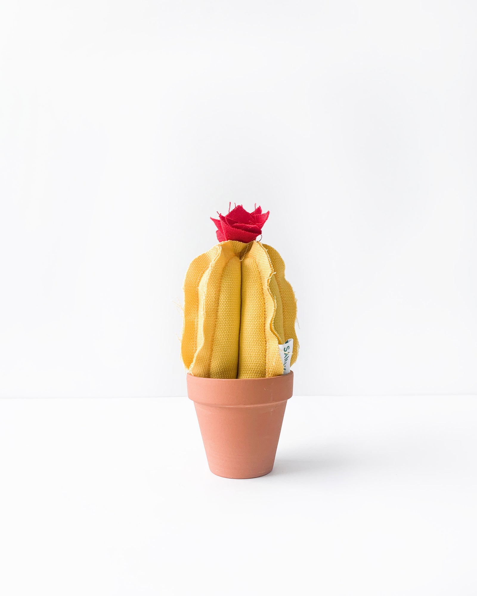 Mini Chubby Column Cactus - Banana Yellow (Sample)