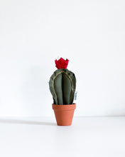 Mini Column Cactus - Dark Olive (Sample)