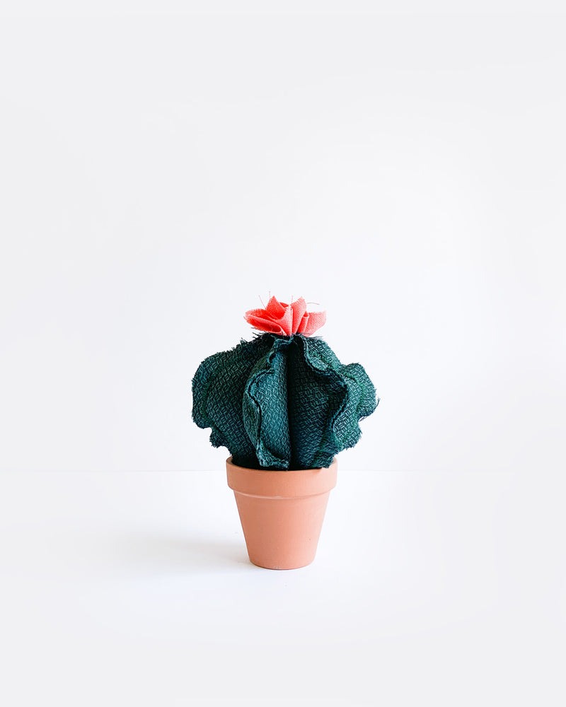 Mini Barrel Cactus - Dragon Scale Teal (Sample)