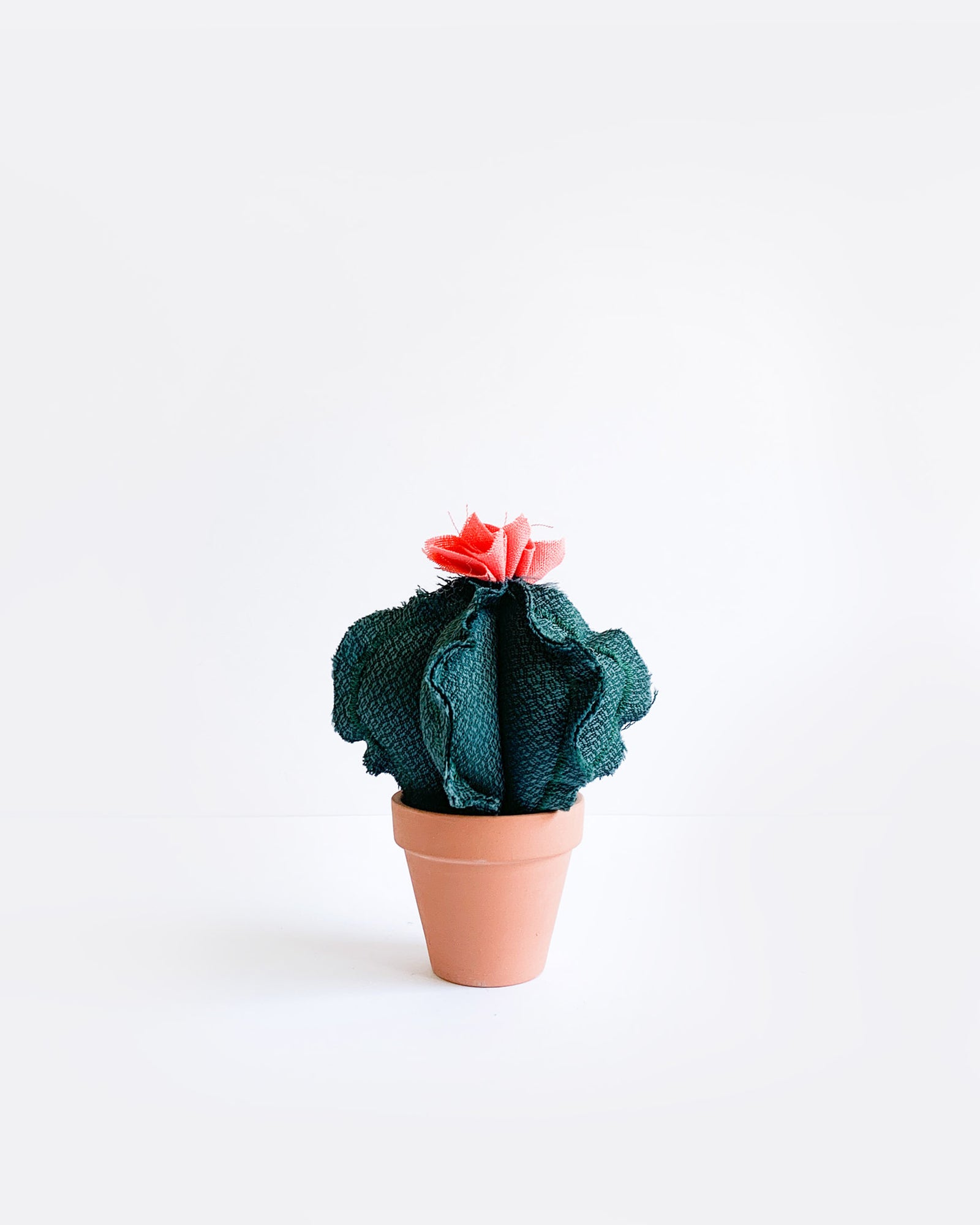 Mini Barrel Cactus - Dragon Scale Teal (Sample)