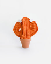 Mini Cacti - Orange Nailshead