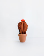 Mini Cacti - Rusty Orange