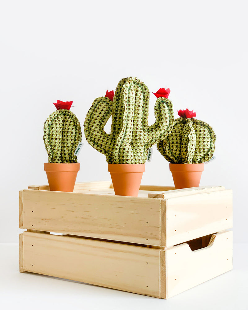 Mini Cactus Box