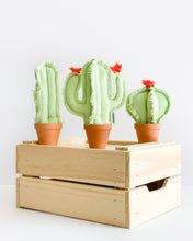 Mini Cacti - Mint