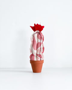 Mini Tall Column Cactus - Valentine (Sample)