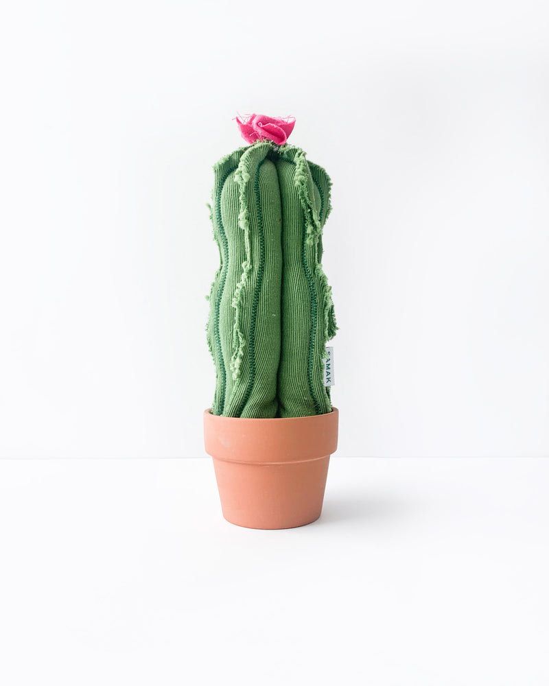 Small Wavy Column Cactus - Green (Sample)