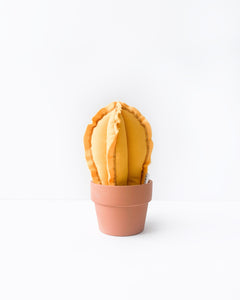Small Column Cactus - Mango Yellow (Sample)